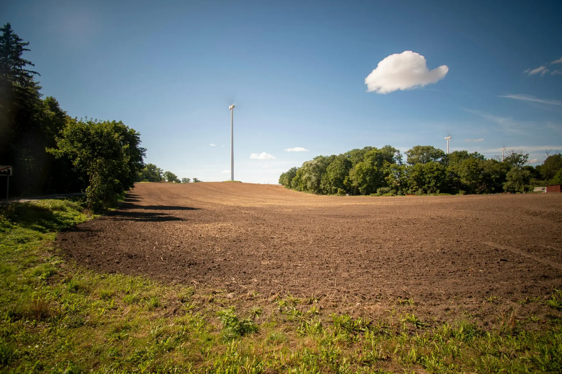 Recently cleared field beside a tree line