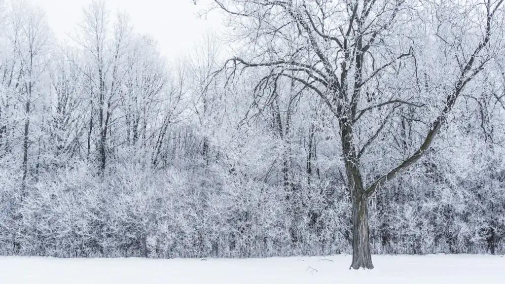 Snow-covered field beside a frosted winter woodline