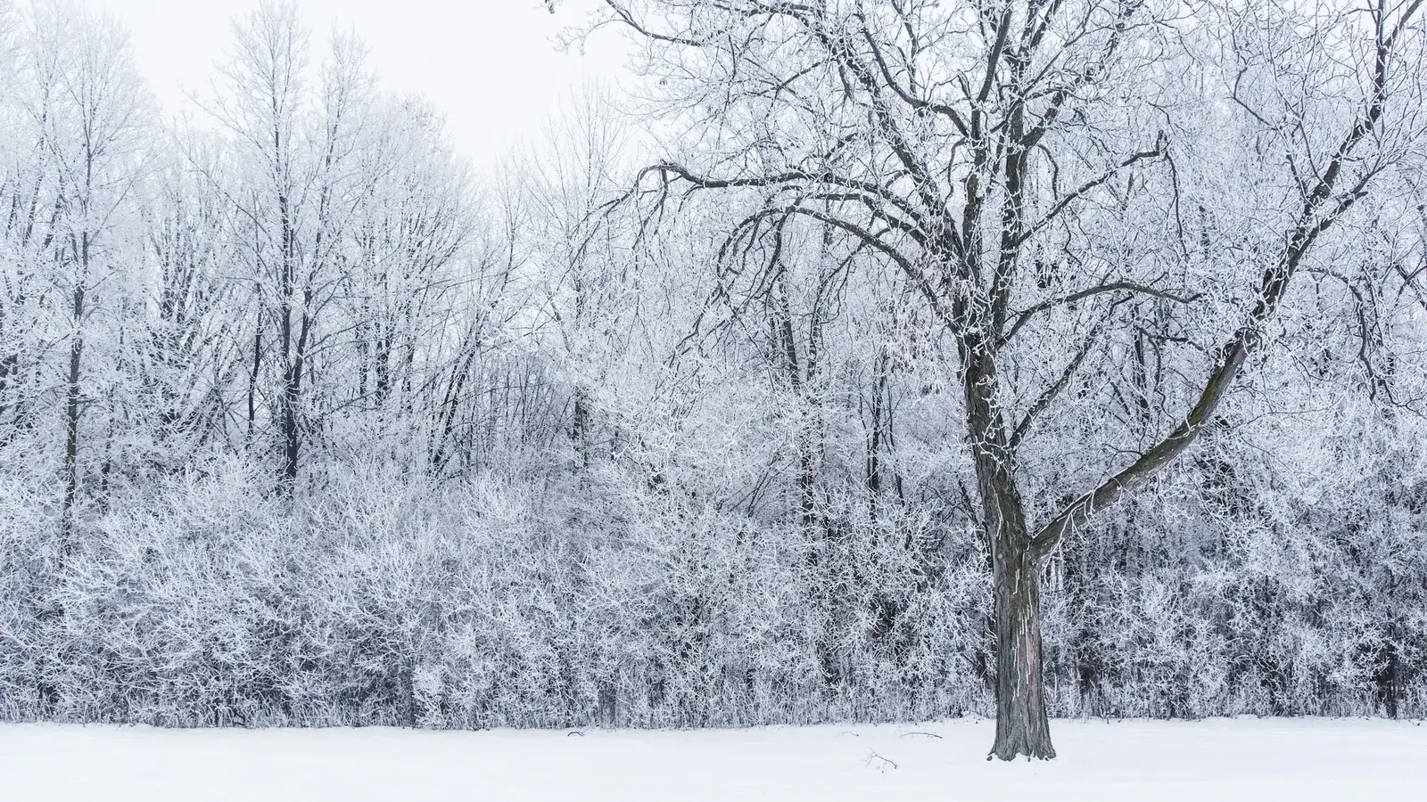 Snow-covered field beside a frosted winter woodline